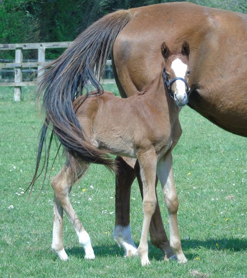 2022 filly by Lightning Spear